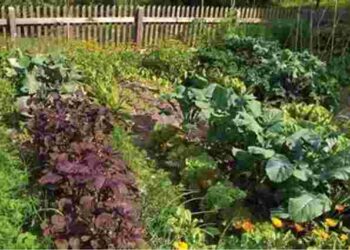 Це шкодить не лише вашому городу та врожаю, а й здоровʼю: топ-6 помилок садівника