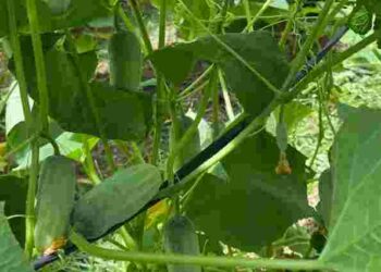 Навіщо садити огірки на шпалерну сітку: усі переваги методу