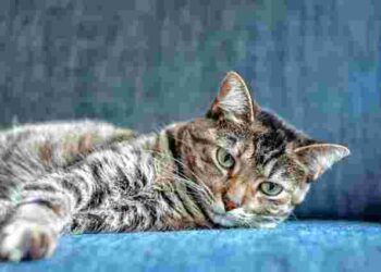 Як під час прання позбутися шерсті тварин: 4 зручні методи