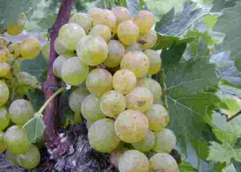 Одна помилка – і ягід не буде: що робити з виноградом до та після цвітіння