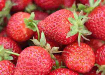 Як завжди купувати солодку полуницю: перевірений спосіб від експертів