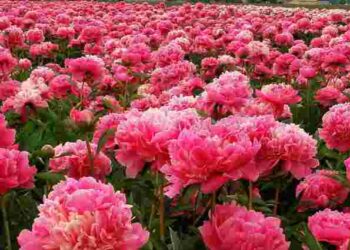 Отримаєте яскраву клумбу до кінця літа: чим варто підживити півонії