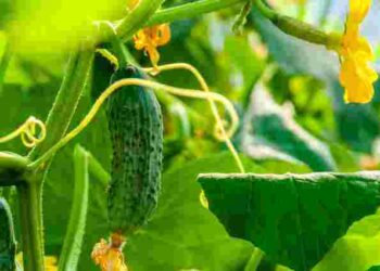 Два найпростіші добрива – і огірки порадують урожаєм: максимум користі без зайвих зусиль