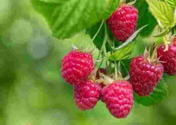 Цих шкідників потрібно зупинити негайно: як захистити малину без хімії