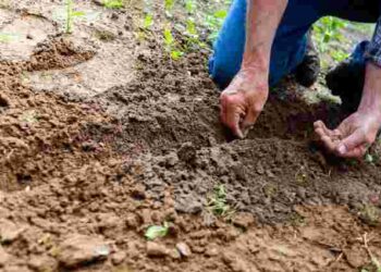Ці овочі ще можна посадити: найкращі дні за посівним календарем у кінці червня 2025 року