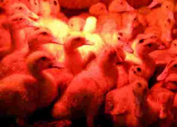 Як правильно вивести гусенят в інкубаторі: повний поетапний гід