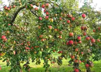 Компактний сад із мінідерев: як правильно посадити і доглядати карликову яблуню