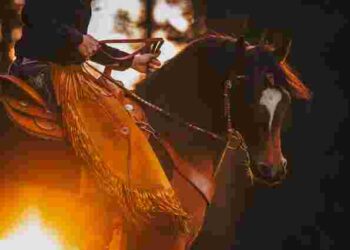 Які коні краще обрати початківцям: 10 різноманітних порід