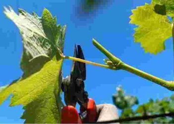 Ніколи не робіть цього при обрізці винограду: загубите кущ