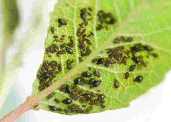 Тля зникне миттєво: чим обробити рослини в саду і на городі