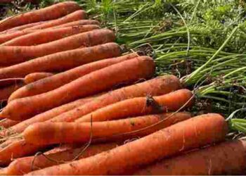 Результат вражаючий: чим посипати між рядками моркви, щоб вона була солодкою