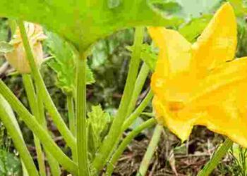 Кабачки цвітуть, але зав’язі досі немає: чому так відбувається і як все виправити