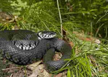 Ці рослини виженуть змій з вашої ділянки: простий захист від небезпечних плазунів