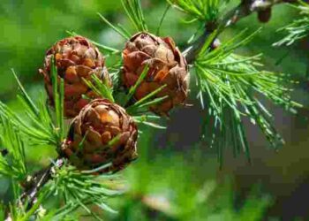 Магніт для фінансового благополуччя та успіху: 6 дерев, які варто посадити у своєму саду