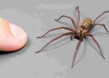 Не поспішайте вбивати цього павука, якщо помітили його у своєму домі