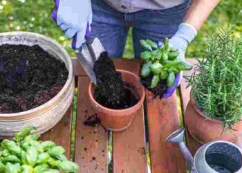 Вазони краще ростимуть, якщо пересаджувати їх у ці дні тижня: перелік