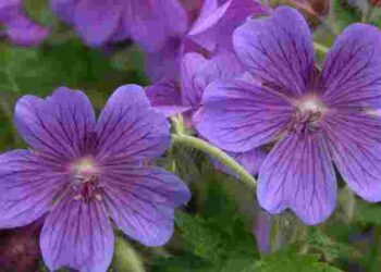 Досить однієї краплі: який аптечний засіб допоможе пеларгонії зацвісти