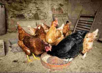 Воші у курей зникнуть швидко: допоможуть два ефективні і прості методи