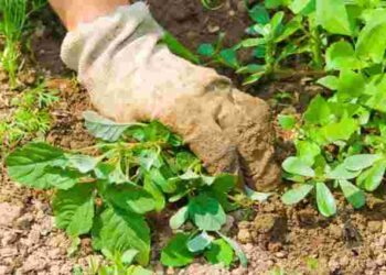 Як полоти грядки, щоб позбутися бурʼянів надовго: поради городникам