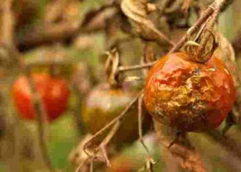 Не викидайте зіпсовані помідори: як їх можна використати в саду та на городі з користю