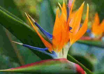 Чому стреліція не цвіте: 7 основних причин і їх рішення