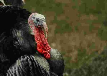 Індики ніяк не набирають вагу: ви точно допустили одну з цих трьох помилок