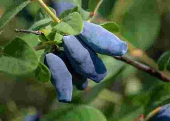 Невибаглива і корисна: як вирощувати жимолость, щоб отримати рясний урожай