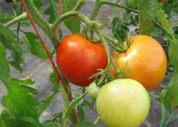 Прискорювач росту томатів: як отримати урожай на 30 днів швидше