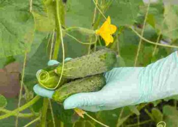 Бур’яни допоможуть виростити великі і хрумкі огірки: як приготувати добриво