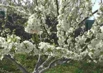 Черешня рясно цвіла, але ягід взагалі немає: у чому проблема і як це виправити