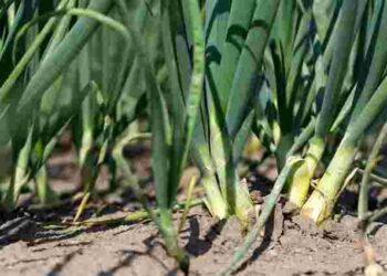 Секрети великої цибулі: червневі підживлення, про які часто забувають