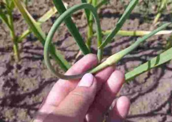 Чи справді потрібно обрізати стрілки на часнику і коли потрібно це робити: пояснення