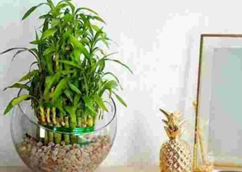 Не тільки грошове дерево: 7 кімнатних рослин, які притягують гроші та удачу