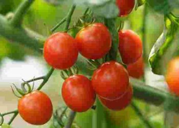 Рясна зав’язь і великі плоди: як підживлювати томати за допомогою часнику