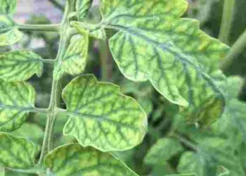 У помідорів синіє листя: що з цим робити і чи можна ще врятувати урожай
