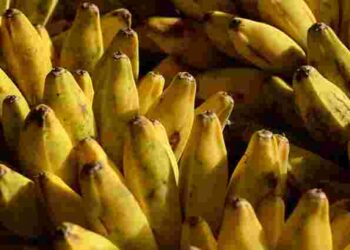 Ви ніколи цього не робили, а дарма: чому треба мити банани перед вживанням