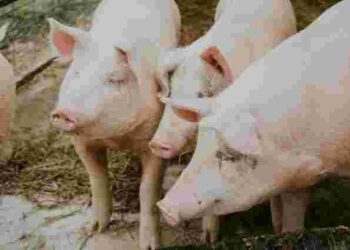 Чим треба годувати свиней, щоб вони швидко росли і набирали вагу