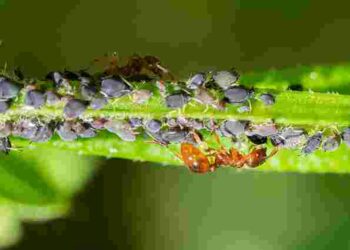 Попелиця зникне з огірків без використання хімікатів: три дієві способи