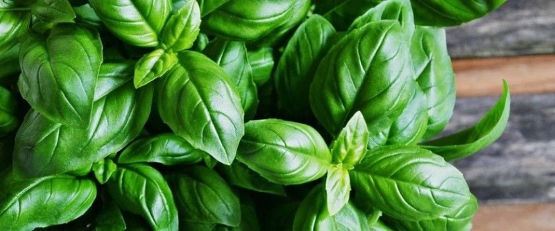 Базилік: чим він корисний гіпертонікам, діабетикам і тим, хто має проблеми з судинами і зором