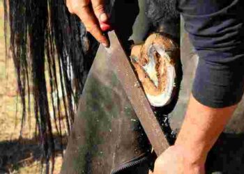 Як часто слід перековувати коня: поради для власників