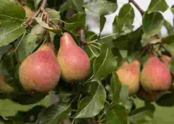 Груша перестала родити: 6 поширених помилок і як їх виправити