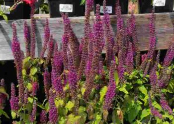 Альтернатива лаванді: невибаглива рослина, що цвіте з весни до осені