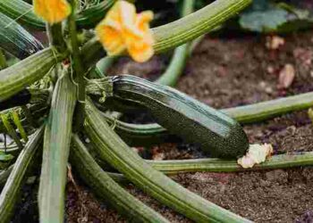 Рятуйте урожай: чому опадає зав’язь у кабачків і що з цим робити