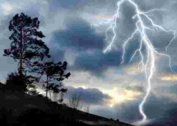 Не садіть ці 3 дерева у дворі, якщо не хочете притягнути блискавку