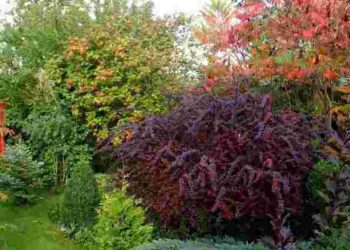 Сад буде яскравий навіть без квітів: правила дизайну рослин з декоративним листям