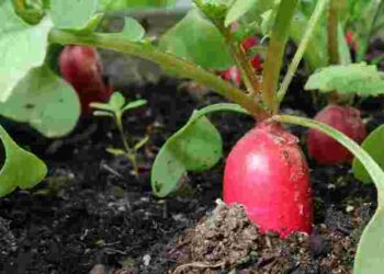 Редиску можна їсти не тільки навесні: як виростити ще один урожай влітку