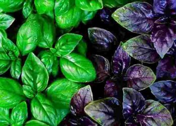 Базилік: чим він корисний гіпертонікам, діабетикам і тим, хто має проблеми з судинами і зором