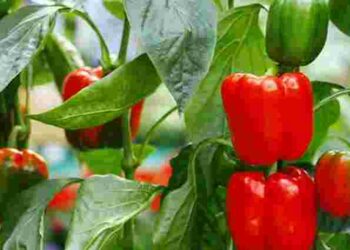 Попередники мають значення: після яких овочів треба садити перець для кращого врожаю
