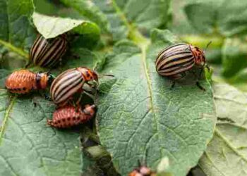 Обовʼязково обробіть картоплю перед підгортанням: чим і як обприскувати