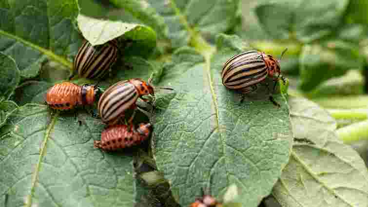 Обовʼязково обробіть картоплю перед підгортанням: чим і як обприскувати